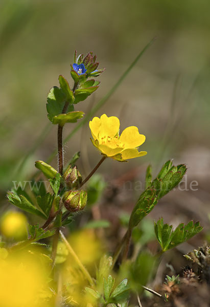 Feld-Ehrenpreis (Veronica arvensis)