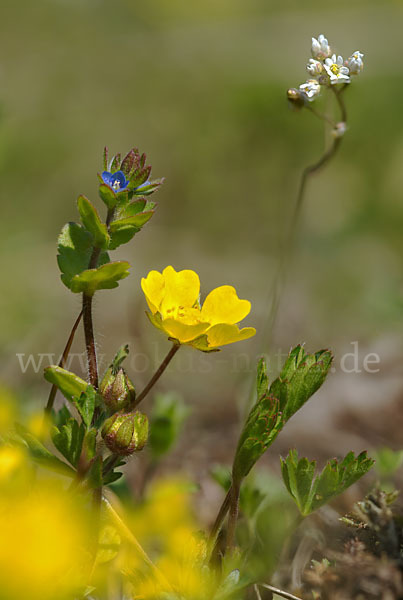 Feld-Ehrenpreis (Veronica arvensis)