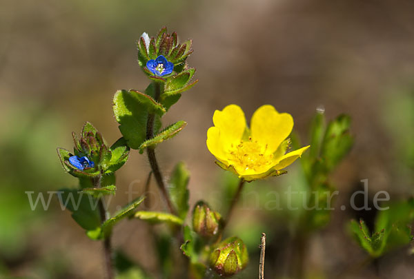 Feld-Ehrenpreis (Veronica arvensis)