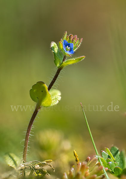 Feld-Ehrenpreis (Veronica arvensis)