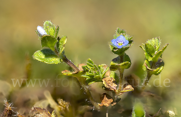 Feld-Ehrenpreis (Veronica arvensis)