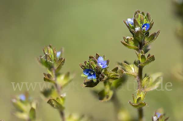 Feld-Ehrenpreis (Veronica arvensis)