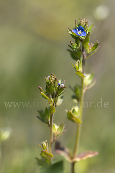 Feld-Ehrenpreis (Veronica arvensis)