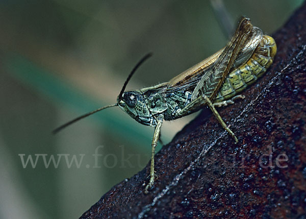 Feld-Grashüpfer (Chorthippus apricarius)