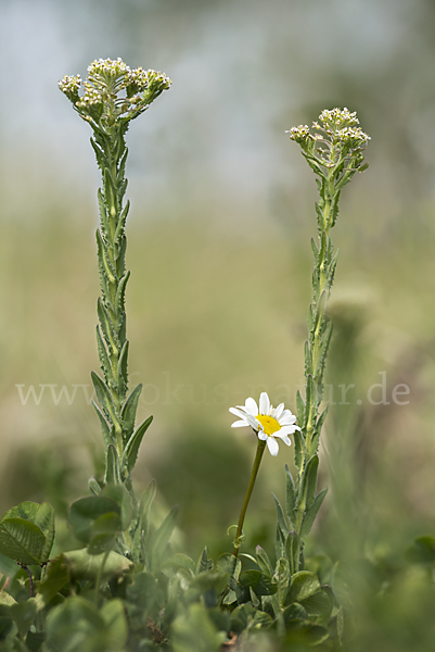 Feld-Kresse (Lepidium campestre)