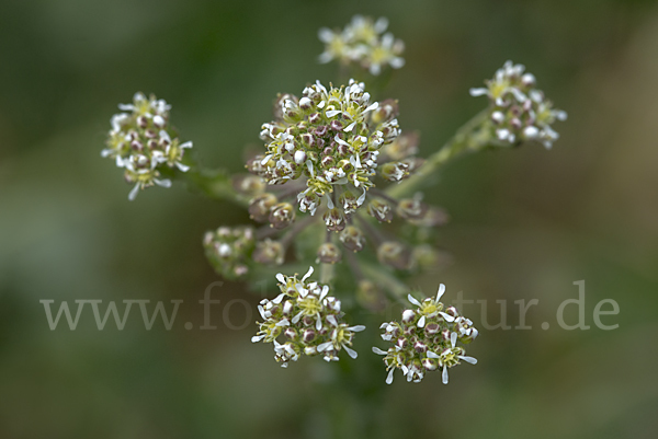 Feld-Kresse (Lepidium campestre)