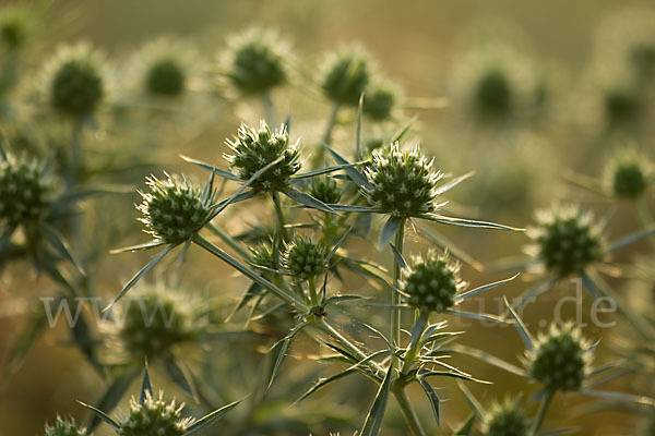 Feld-Mannstreu (Eryngium campestre)