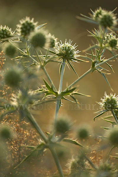 Feld-Mannstreu (Eryngium campestre)