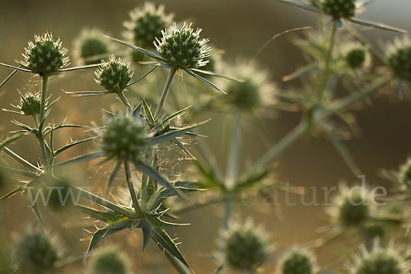 Feld-Mannstreu (Eryngium campestre)