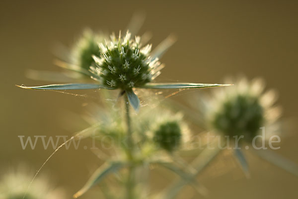 Feld-Mannstreu (Eryngium campestre)