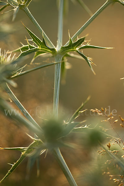 Feld-Mannstreu (Eryngium campestre)