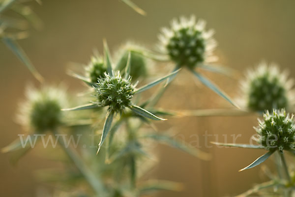 Feld-Mannstreu (Eryngium campestre)