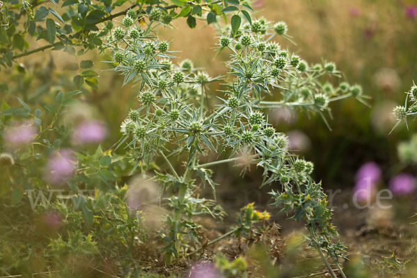 Feld-Mannstreu (Eryngium campestre)