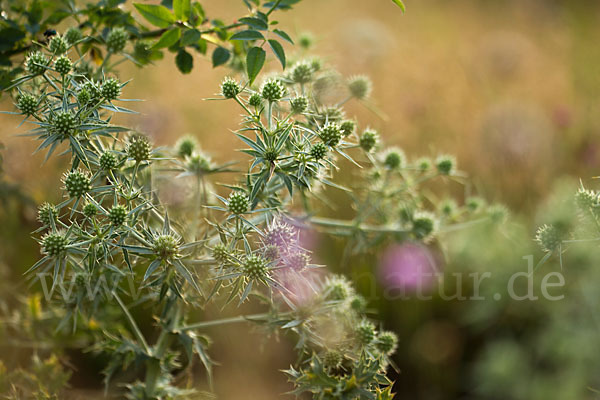 Feld-Mannstreu (Eryngium campestre)