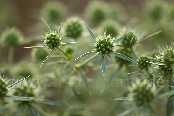 Feld-Mannstreu (Eryngium campestre)