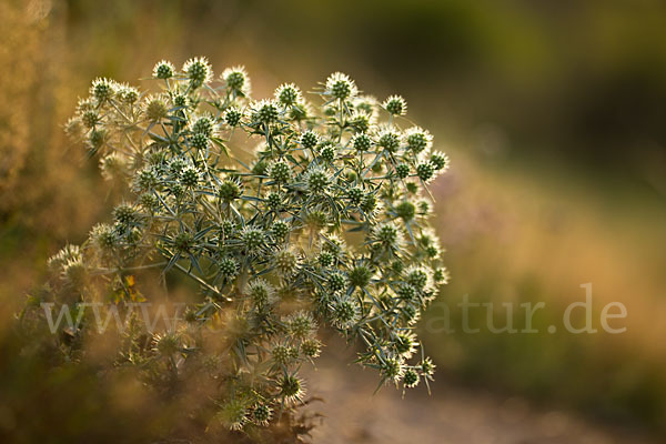 Feld-Mannstreu (Eryngium campestre)