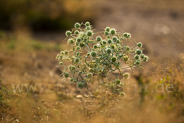 Feld-Mannstreu (Eryngium campestre)