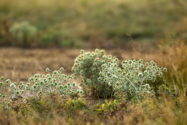 Feld-Mannstreu (Eryngium campestre)