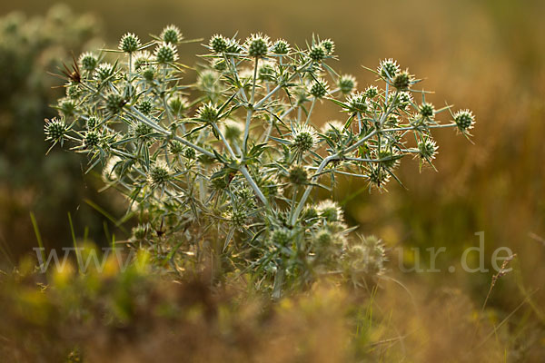 Feld-Mannstreu (Eryngium campestre)