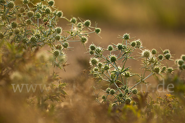 Feld-Mannstreu (Eryngium campestre)