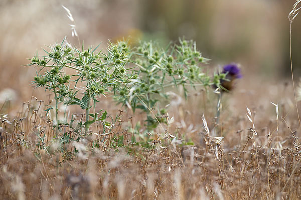 Feld-Mannstreu (Eryngium campestre)