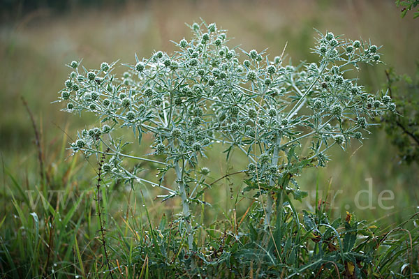 Feld-Mannstreu (Eryngium campestre)