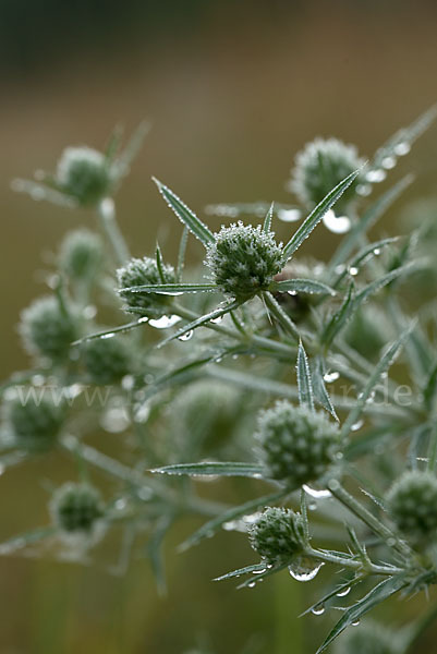 Feld-Mannstreu (Eryngium campestre)