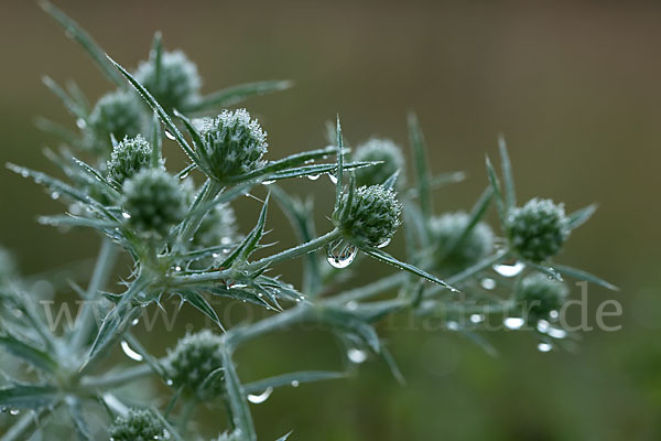 Feld-Mannstreu (Eryngium campestre)