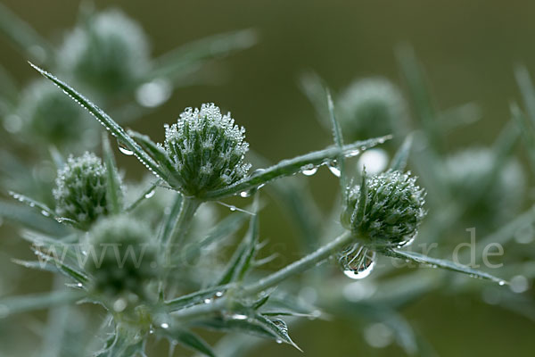 Feld-Mannstreu (Eryngium campestre)