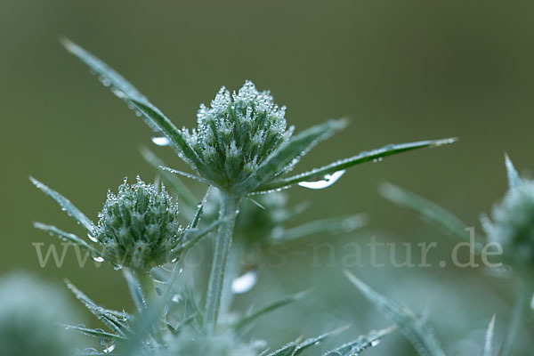 Feld-Mannstreu (Eryngium campestre)