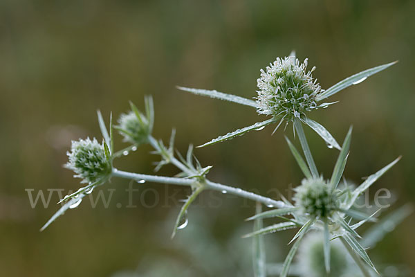 Feld-Mannstreu (Eryngium campestre)