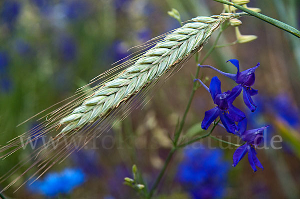 Feld-Rittersporn (Consolida regalis)