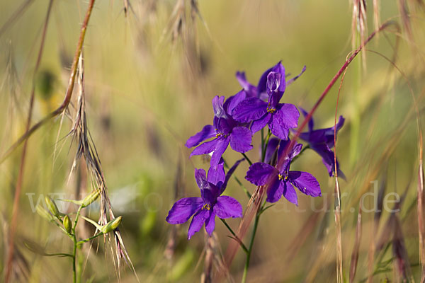 Feld-Rittersporn (Consolida regalis)