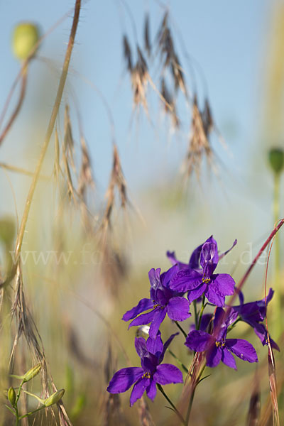 Feld-Rittersporn (Consolida regalis)