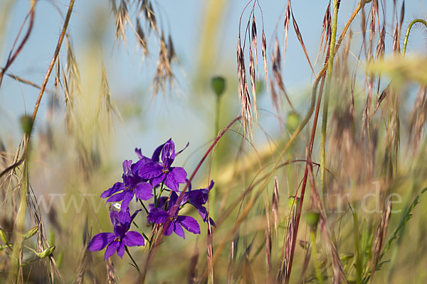 Feld-Rittersporn (Consolida regalis)