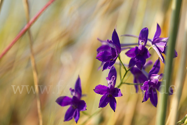 Feld-Rittersporn (Consolida regalis)