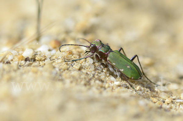 Feld-Sandlaufkäfer (Cicindela campestris)