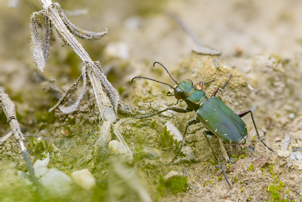 Feld-Sandlaufkäfer (Cicindela campestris)