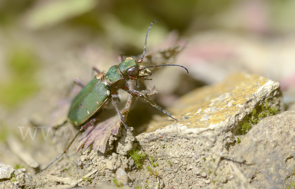 Feld-Sandlaufkäfer (Cicindela campestris)