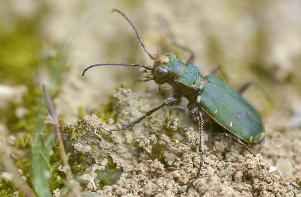 Feld-Sandlaufkäfer (Cicindela campestris)