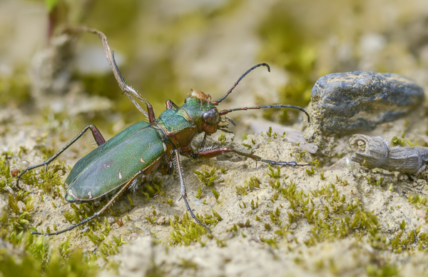 Feld-Sandlaufkäfer (Cicindela campestris)