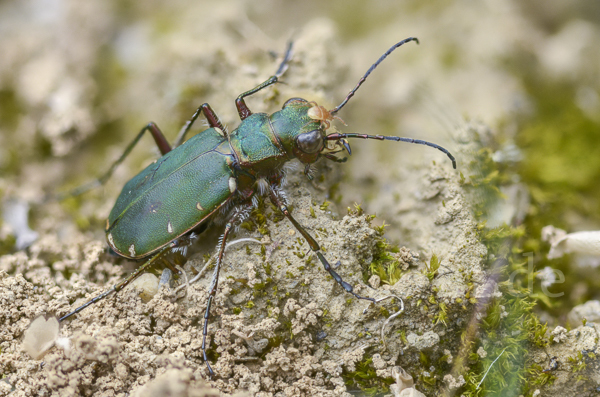 Feld-Sandlaufkäfer (Cicindela campestris)