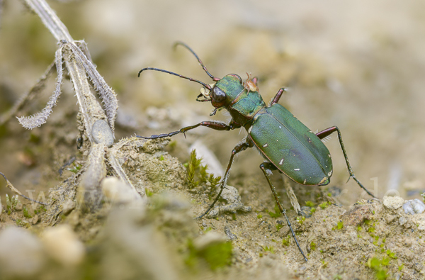 Feld-Sandlaufkäfer (Cicindela campestris)