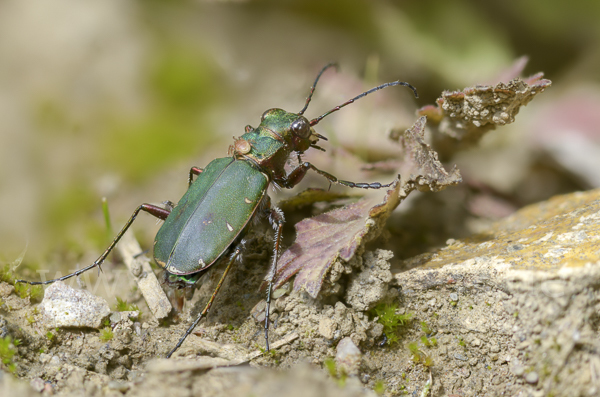 Feld-Sandlaufkäfer (Cicindela campestris)