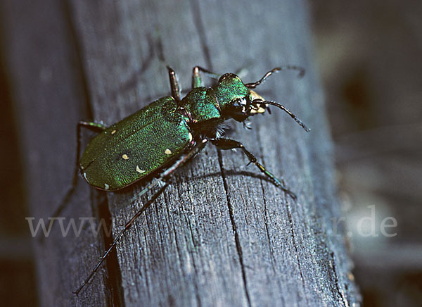 Feld-Sandlaufkäfer (Cicindela campestris)