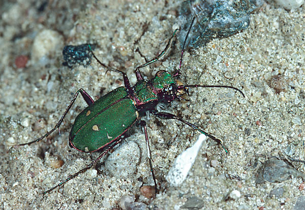 Feld-Sandlaufkäfer (Cicindela campestris)