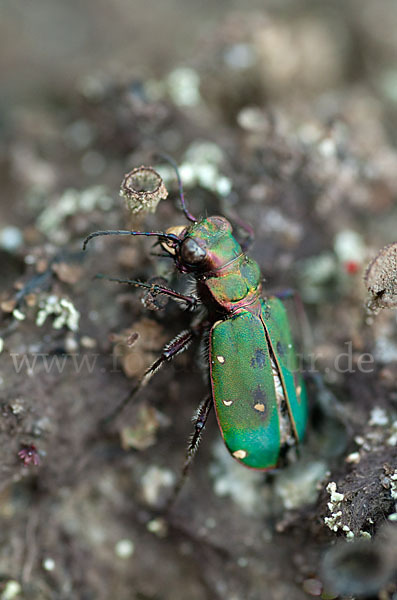 Feld-Sandlaufkäfer (Cicindela campestris)