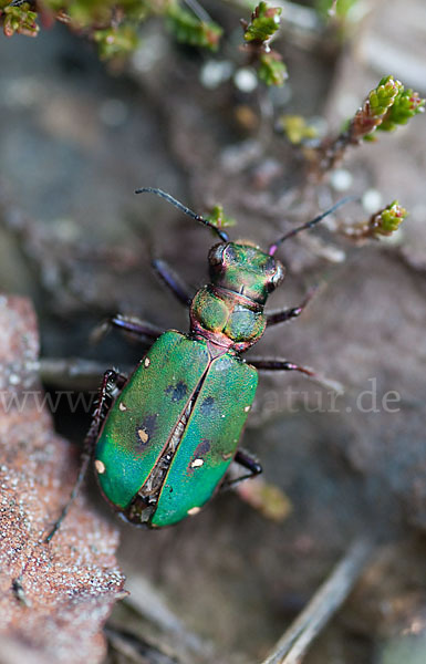 Feld-Sandlaufkäfer (Cicindela campestris)