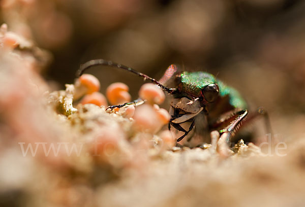 Feld-Sandlaufkäfer (Cicindela campestris)