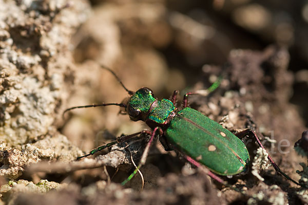 Feld-Sandlaufkäfer (Cicindela campestris)